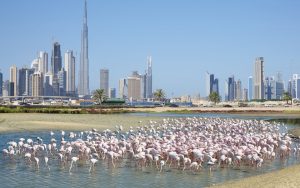 Free Things Anyone Can Do in Dubai to Have a Great Time